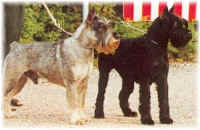 2chiens.jpg (29813 octets)