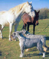 chevaux.jpg (334803 octets)