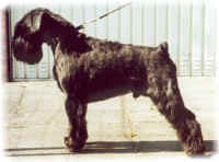 chien_noir2.jpg (51363 octets)