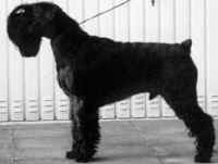 chien_noir3.jpg (18586 octets)