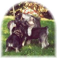 chiots.jpg (54188 octets)